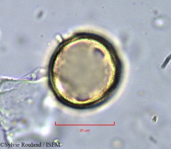 Pistacia lentiscus - lame n° 11349