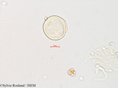 Pistacia terebinthus - lame n° 4231