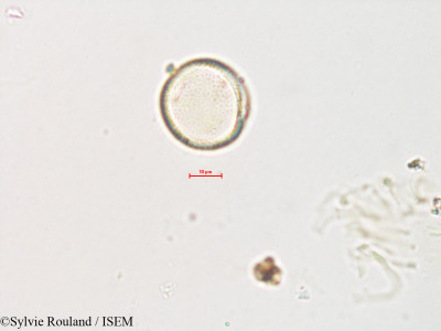 Pistacia terebinthus - lame n° 4231