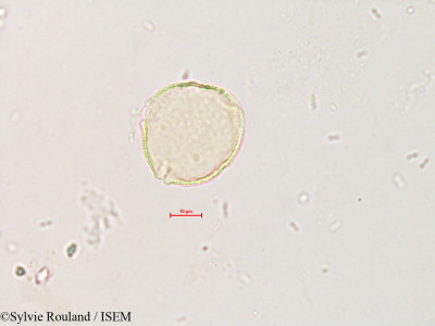 Pistacia terebinthus - lame n° 4231