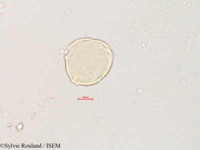Pistacia terebinthus - lame n° 4231