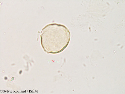 Pistacia terebinthus - lame n° 4231