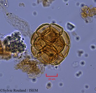 Pithecellobium dulce - lame n° 2127