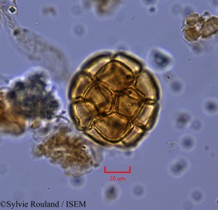Pithecellobium dulce - lame n° 2127