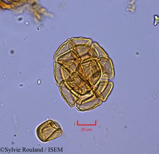 Pithecellobium dulce - lame n° 2127