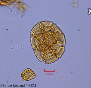 Pithecellobium dulce - lame n° 2127