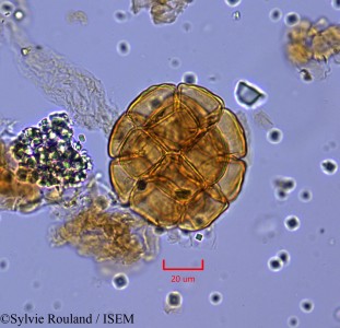 Pithecellobium dulce - lame n° 2127