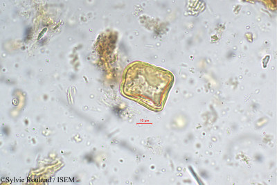 Sylvie.Rouland/Pithecolobium_umbellatum_5370/Pithecolobium_umbellatum_5370_0001(copy)_thumb.jpg