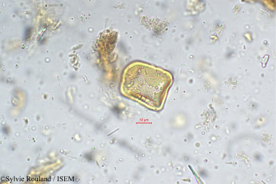 Pithecolobium umbellatum - lame n° 5370