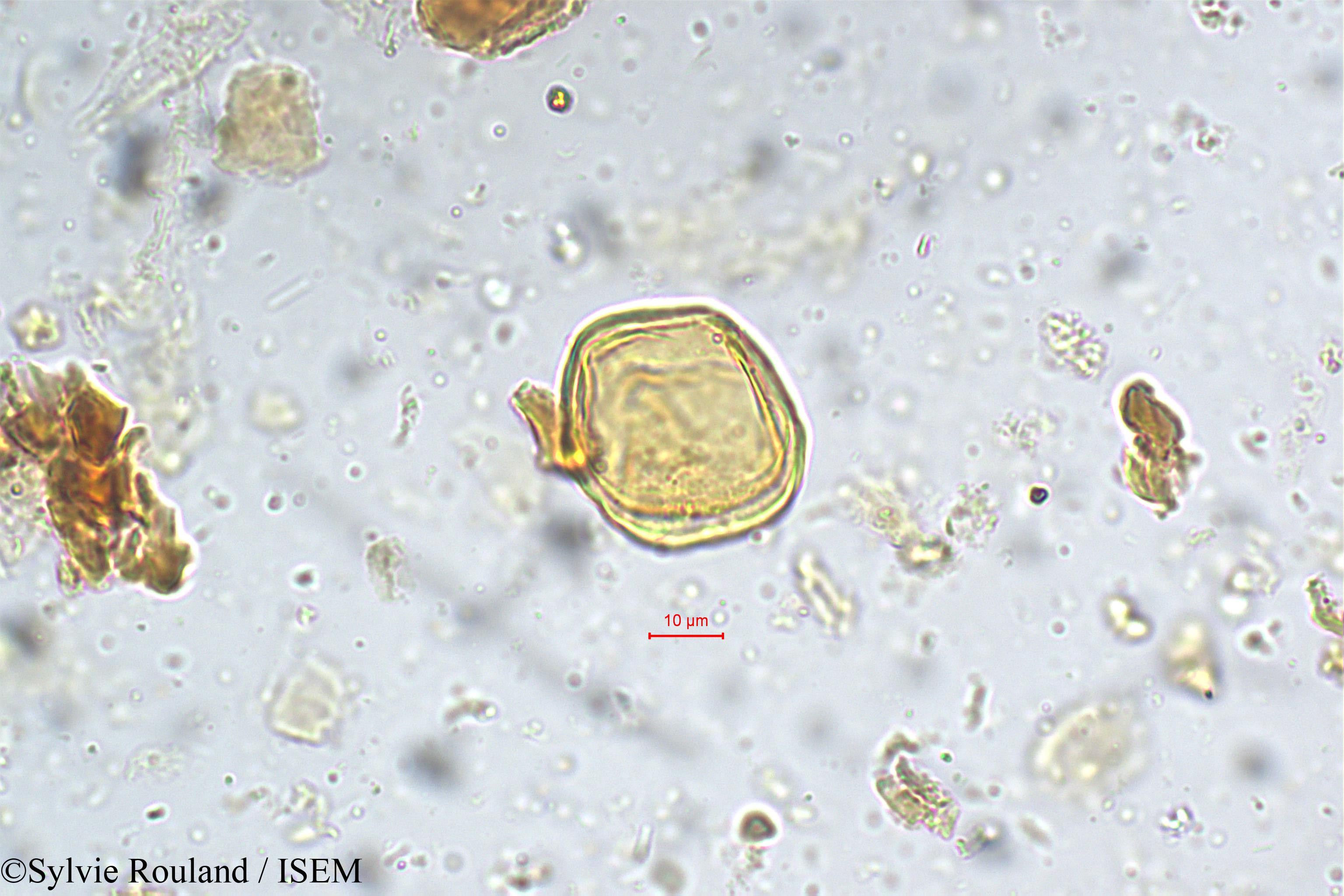 Sylvie.Rouland/Pithecolobium_umbellatum_5370/Pithecolobium_umbellatum_5370_0003(copy).jpg