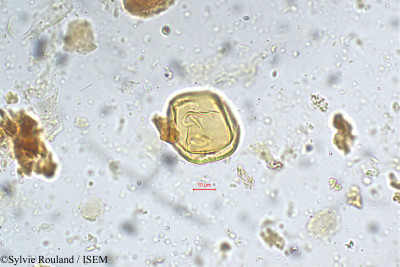 Pithecolobium umbellatum - lame n° 5370