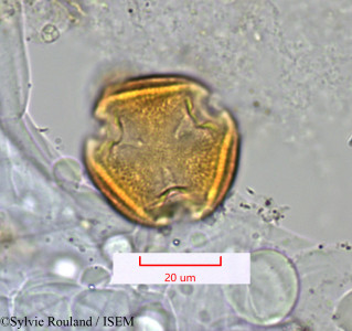 Pittosporum pachyphyllum - lame n° 1372