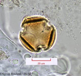 Pittosporum pachyphyllum - lame n° 1372