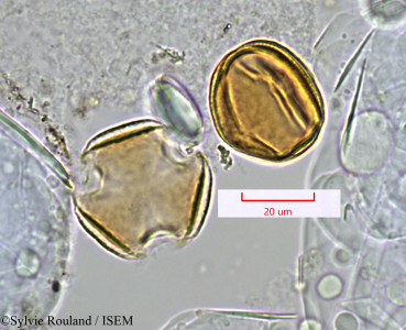 Pittosporum pachyphyllum - lame n° 1372