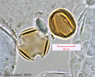 Pittosporum pachyphyllum - lame n° 1372