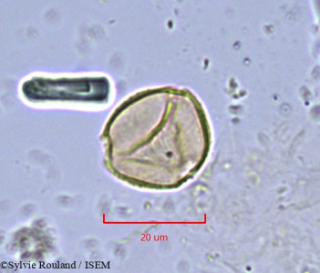 Sylvie.Rouland/Placodiscus_letestui_870/Placodiscus_letestui_870_0001(copy)_thumb.jpg