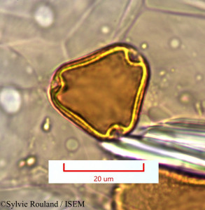 Sylvie.Rouland/Plagioscyphus_cauliflorus_1282/Plagioscyphus_cauliflorus_1282_0001(copy)_thumb.jpg