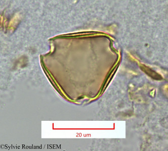 Sylvie.Rouland/Plagioscyphus_jumellei_1283/Plagioscyphus_jumellei_1283_0001(copy)_thumb.jpg