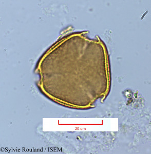 Sylvie.Rouland/Plagioscyphus_louvelii_1284/Plagioscyphus_louvelii_1284_0001(copy)_thumb.jpg