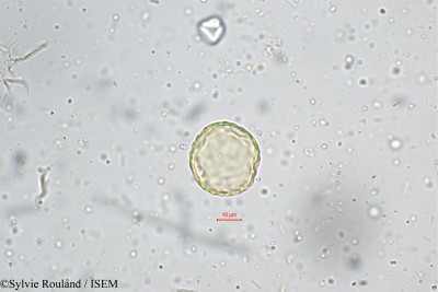 Sylvie.Rouland/Plantago_asiatica_5219/Plantago_asiatica_5219_0001(copy)_thumb.jpg