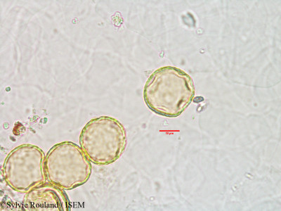 Sylvie.Rouland/Plantago_tacnensis_3074/Plantago_tacnensis_3074_0001(copy)_thumb.jpg