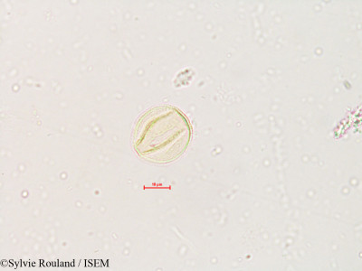 Sylvie.Rouland/Platanus_orientalis_4244/Platanus_orientalis_4244_0001(copy)_thumb.jpg