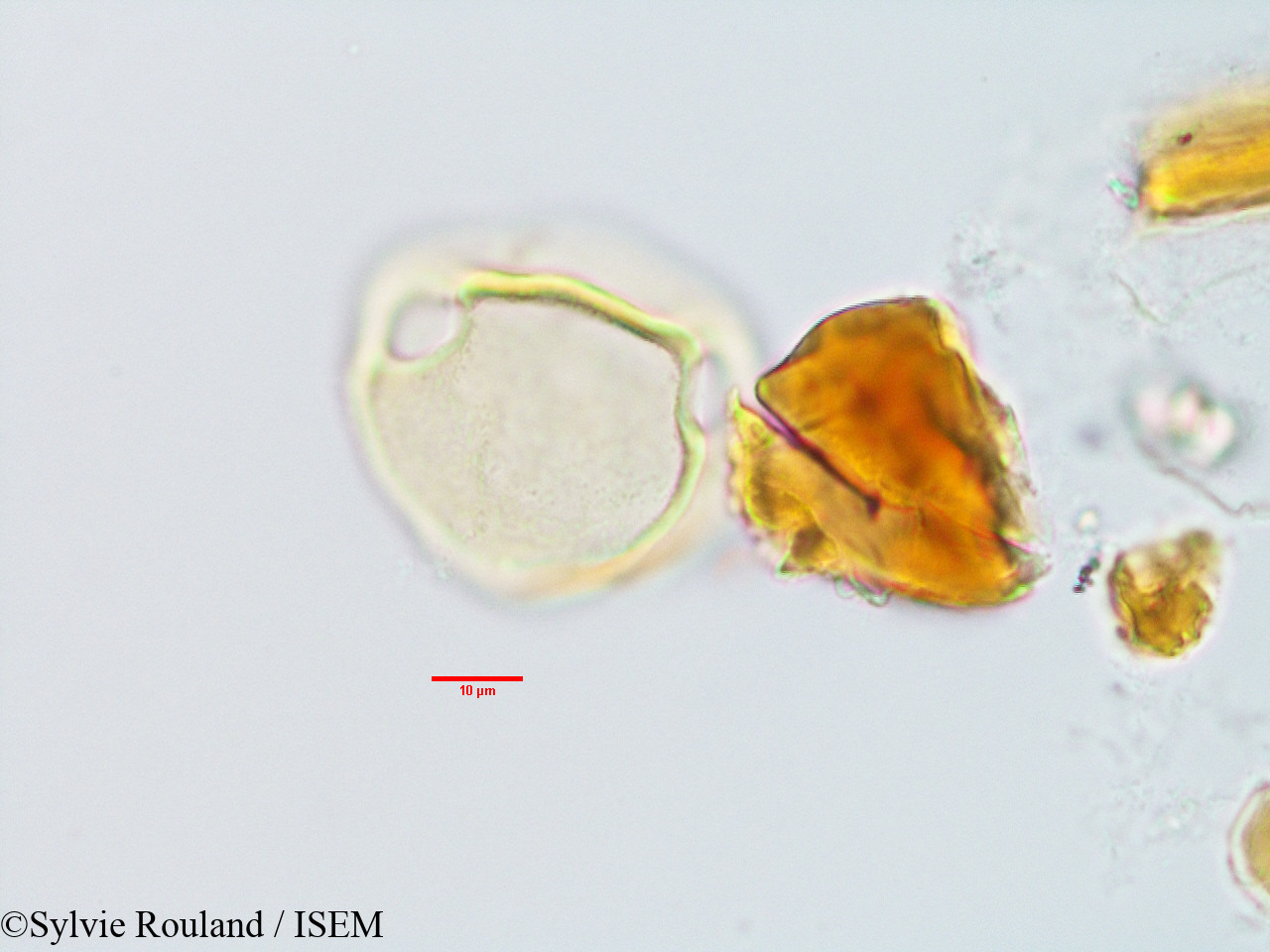Sylvie.Rouland/Plectaneia_thouarsii_3231/Plectaneia_thouarsii_3231_0001(copy).jpg