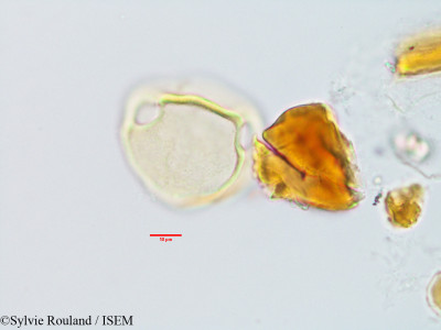 Sylvie.Rouland/Plectaneia_thouarsii_3231/Plectaneia_thouarsii_3231_0001(copy)_thumb.jpg