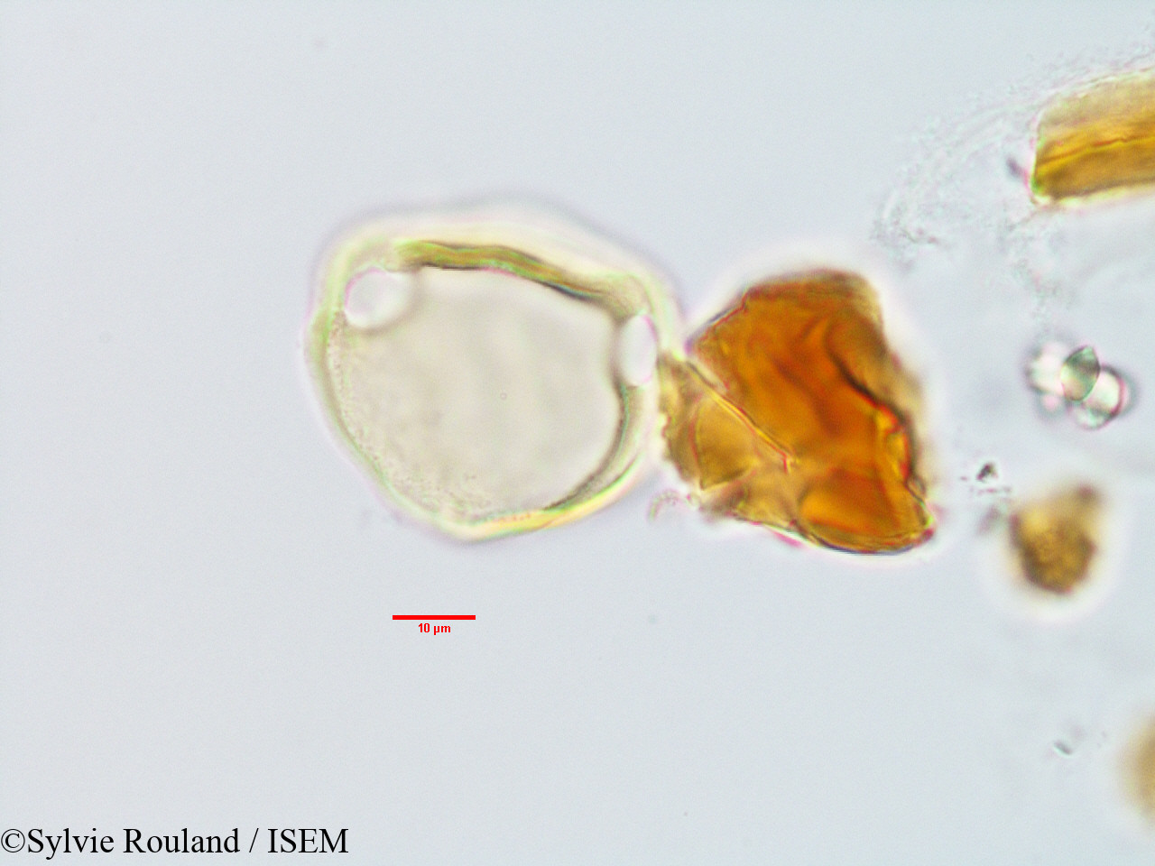 Sylvie.Rouland/Plectaneia_thouarsii_3231/Plectaneia_thouarsii_3231_0002(copy).jpg