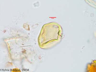 Plectaneia thouarsii - lame n° 3231