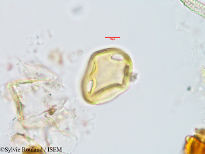 Plectaneia thouarsii - lame n° 3231