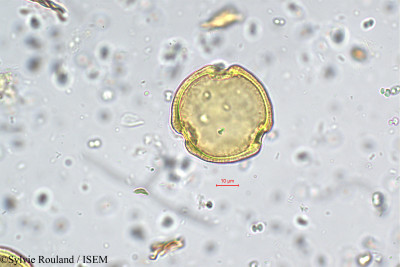 Sylvie.Rouland/Plectronia_travancorica_5632/Plectronia_travancorica_5632_0001(copy)_thumb.jpg