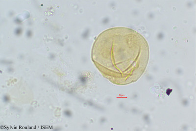Sylvie.Rouland/Pleioceras_barteri_33/Pleioceras_barteri_33_0001(copy)_thumb.jpg