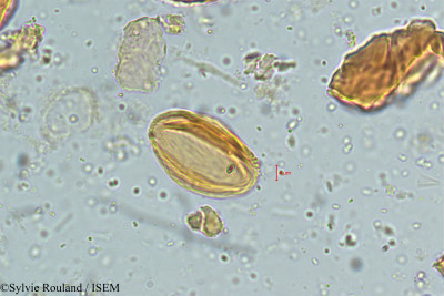 Sylvie.Rouland/Pleiogynium_solandri_5053/Pleiogynium_solandri_5053_0001(copy)_thumb.jpg