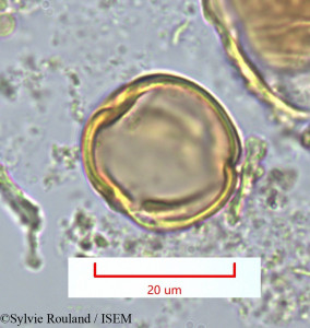 Sylvie.Rouland/Pleuroridgea_madecassa_1325/Pleuroridgea_madecassa_1325_0001(copy)_thumb.jpg