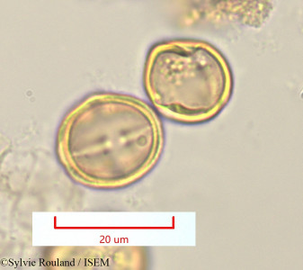 Sylvie.Rouland/Pleuroridgea_tetramera_1324/Pleuroridgea_tetramera_1324_0001(copy)_thumb.jpg