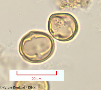 Pleuroridgea tetramera - lame n° 1324