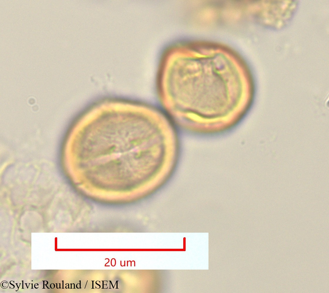 Sylvie.Rouland/Pleuroridgea_tetramera_1324/Pleuroridgea_tetramera_1324_0003(copy).jpg