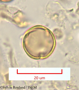 Pleuroridgea tetramera - lame n° 1324
