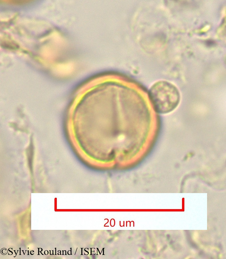 Sylvie.Rouland/Pleuroridgea_tetramera_1324/Pleuroridgea_tetramera_1324_0005(copy).jpg