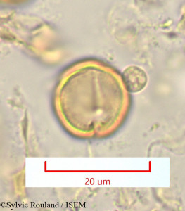 Pleuroridgea tetramera - lame n° 1324