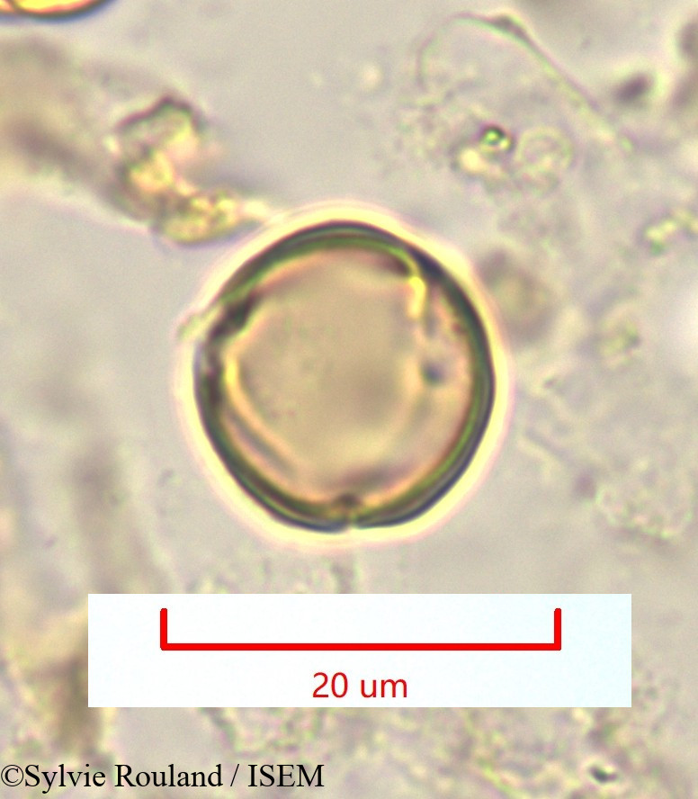 Sylvie.Rouland/Pleuroridgea_tetramera_1324/Pleuroridgea_tetramera_1324_0006(copy).jpg