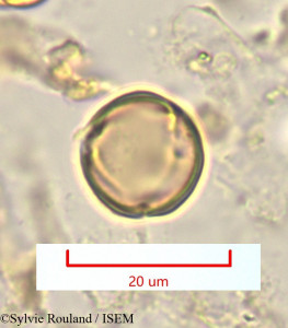 Pleuroridgea tetramera - lame n° 1324