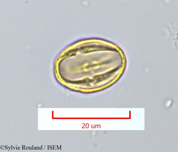 Sylvie.Rouland/Pleurostylia_pachyphloea_1149/Pleurostylia_pachyphloea_1149_0001(copy)_thumb.jpg