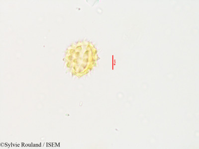 Sylvie.Rouland/Pluchea_tomentosa_3533/Pluchea_tomentosa_3533_0001(copy)_thumb.jpg