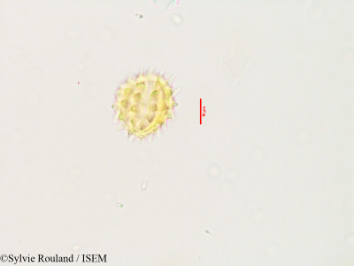 Pluchea tomentosa - lame n° 3533