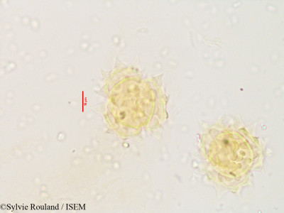 Pluchea tomentosa - lame n° 3533