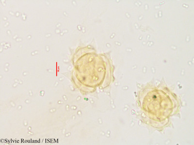 Pluchea tomentosa - lame n° 3533