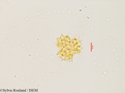 Pluchea tomentosa - lame n° 3533