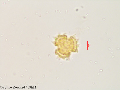 Pluchea tomentosa - lame n° 3533